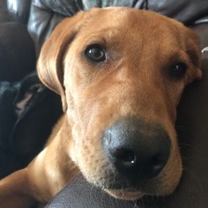 Meet your Posher, Shaleen